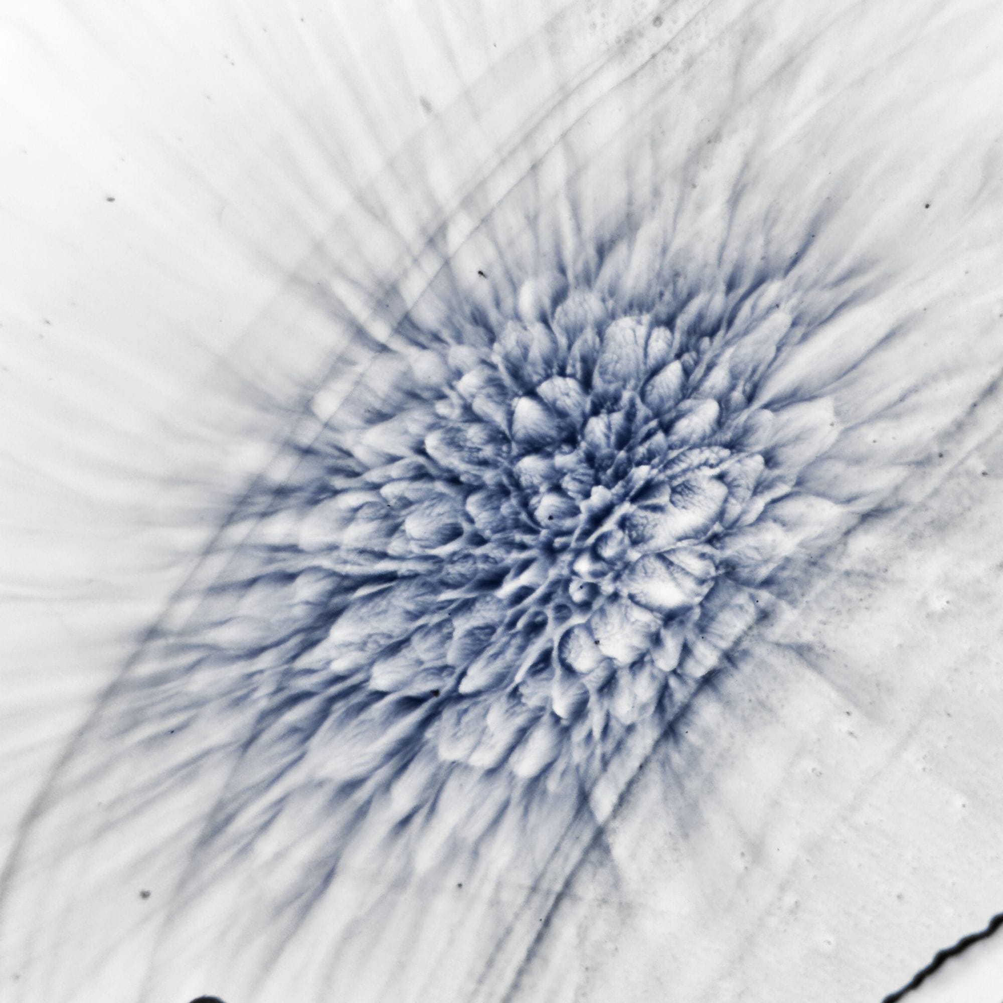 Symbiosis